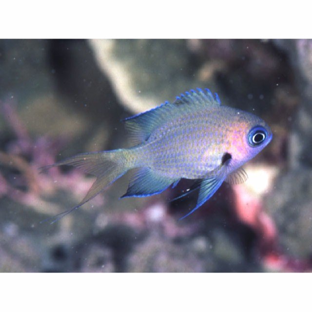 Chromis agilis